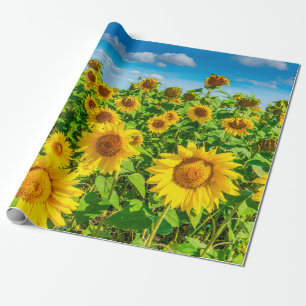 Sunflower field in summer sunny day. Picturesque l Wrapping Paper