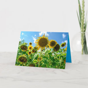 Sunflower field in sunshine card