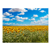 Sunflower field in Toscana
