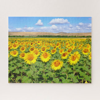 Sunflower field jigsaw puzzle