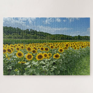 Sunflower Field Jigsaw Puzzle