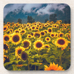 Sunflower Field Landscape Flowers Yellow Coaster