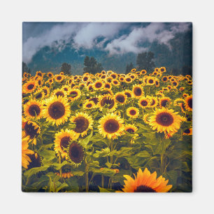 Sunflower Field Landscape Flowers Yellow Magnet