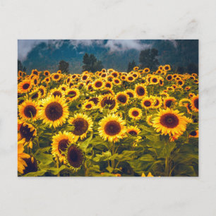 Sunflower Field Landscape Flowers Yellow Postcard