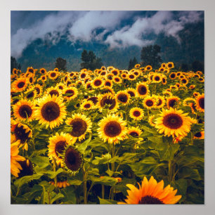 Sunflower Field Landscape Flowers Yellow Poster