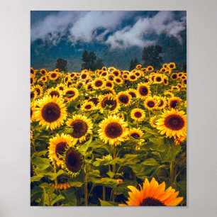 Sunflower Field Landscape Flowers Yellow Poster