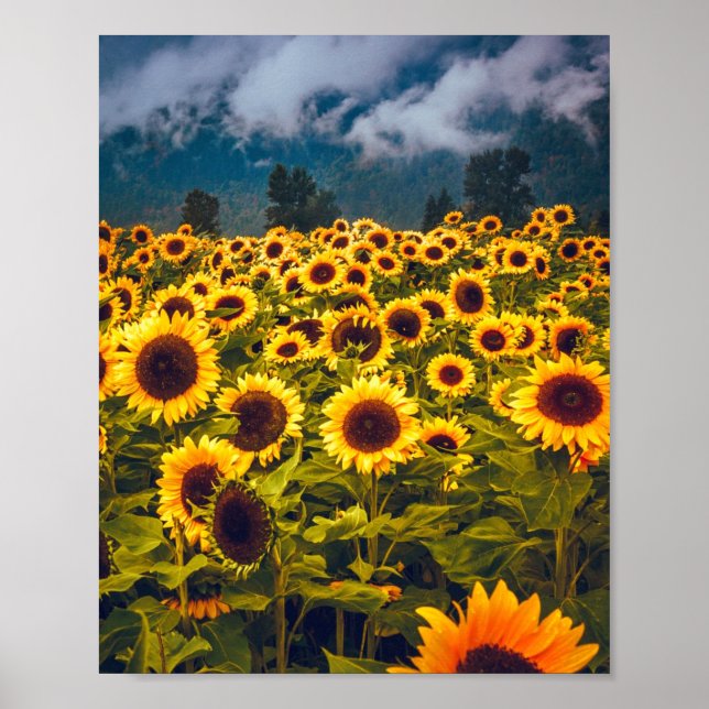Sunflower Field Landscape Flowers Yellow Poster (Front)