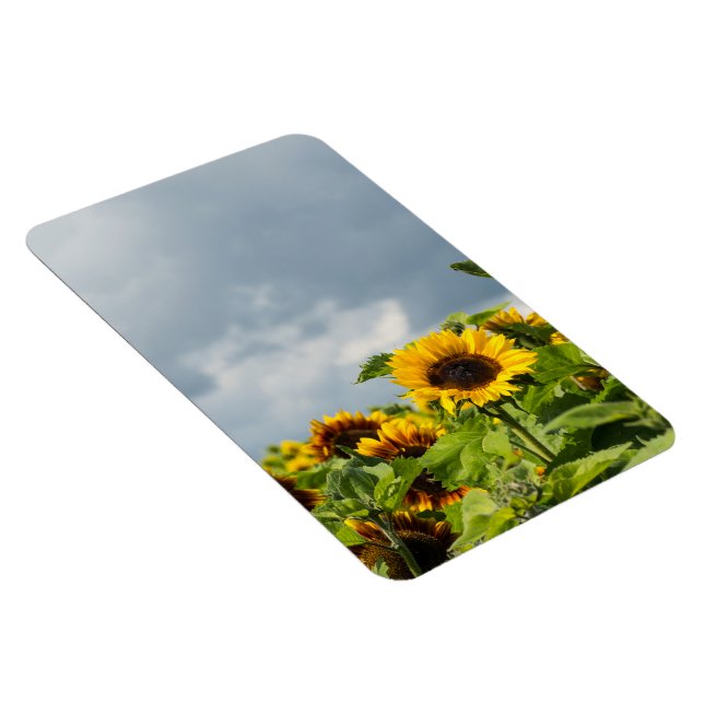 Sunflower Field Magnet (Right Side)