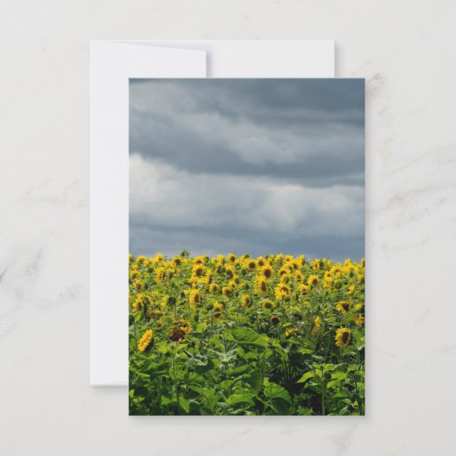 Sunflower field. magnet (Front)