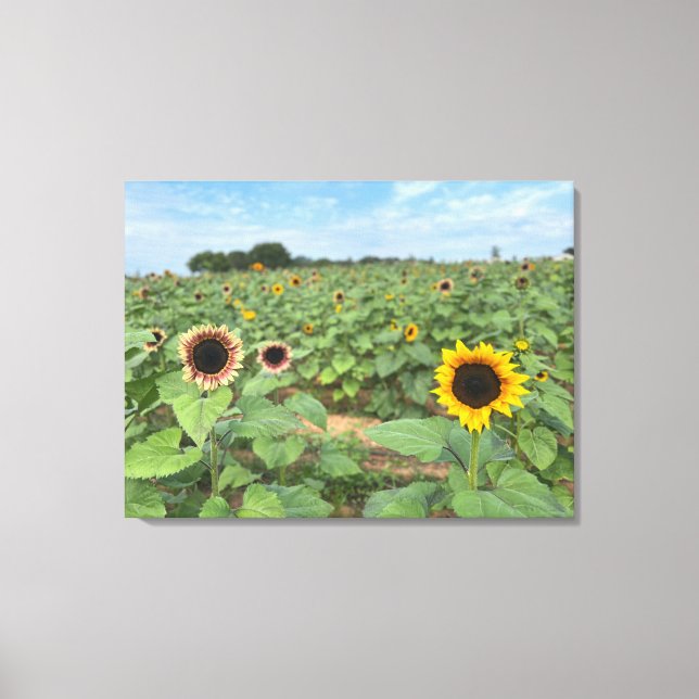 Sunflower Field Nature Photograph Canvas Print (Front)
