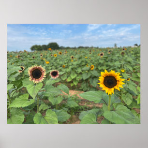 Sunflower Field Nature Photograph Poster