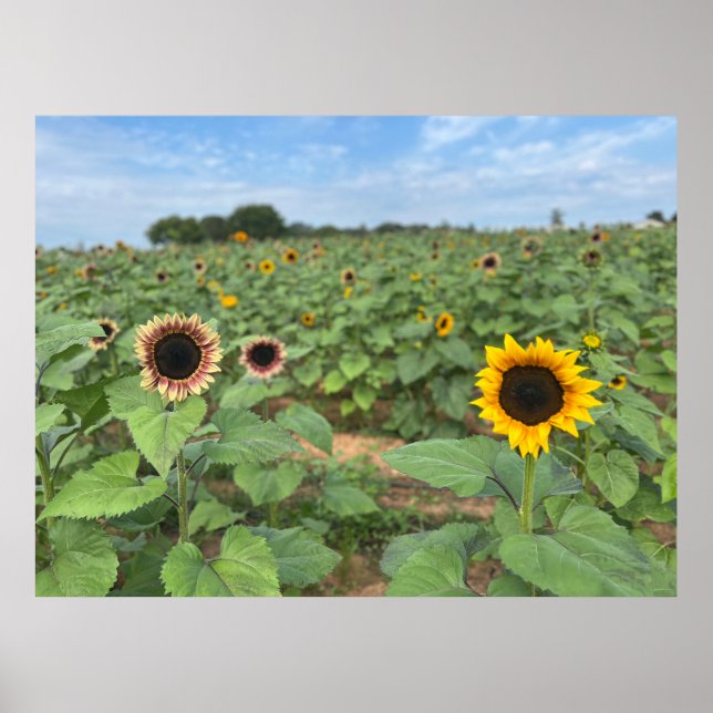 Sunflower Field Nature Photograph Poster (Front)