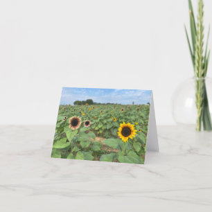 Sunflower Field Nature Photograph Thank You Card