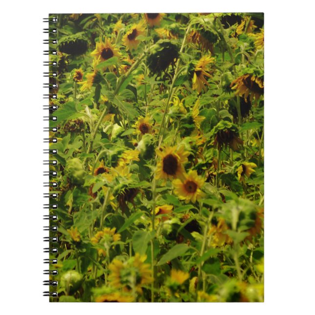 Sunflower field notebook (Front)