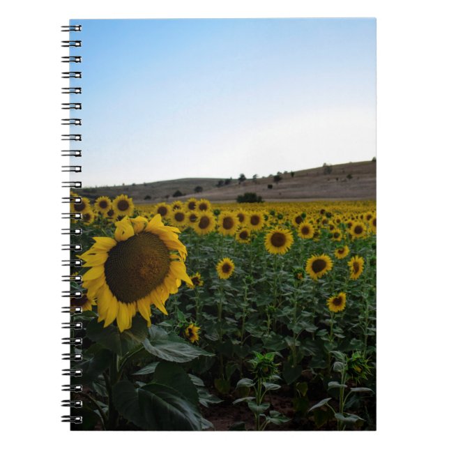 Sunflower field notebook (Front)