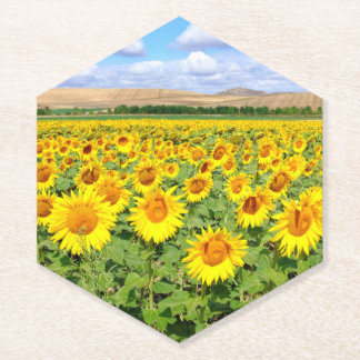 Sunflower field paper coaster