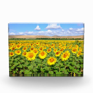 Sunflower field photo block