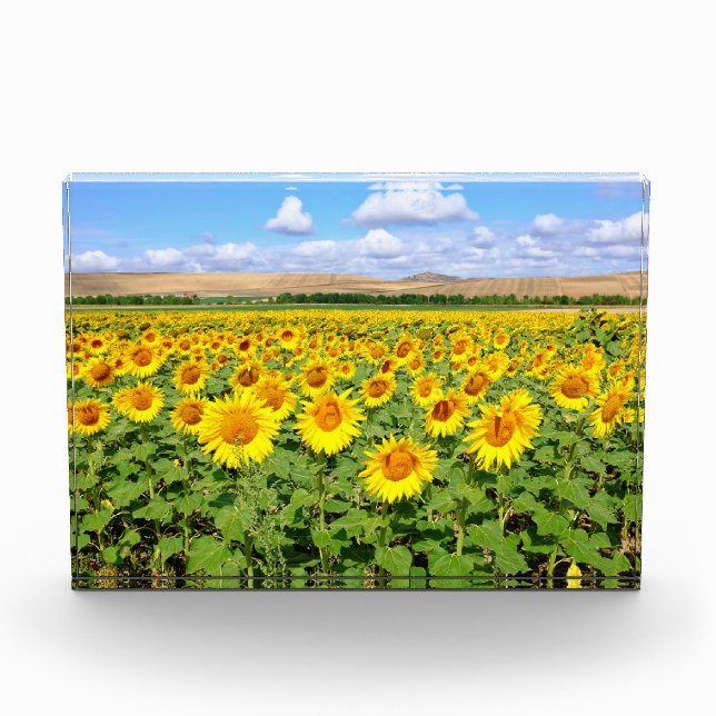 Sunflower field photo block (Front)