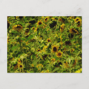 Sunflower field postcard