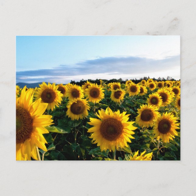 Sunflower Field Postcard (Front)