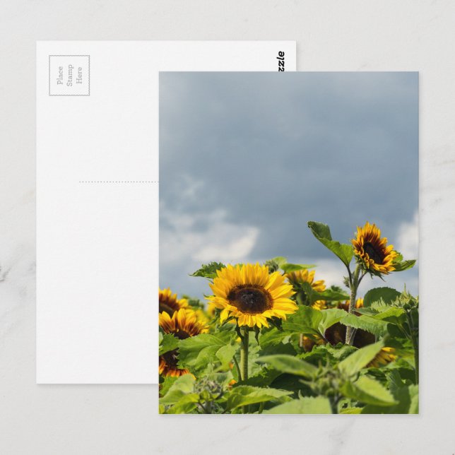 Sunflower Field Postcard (Front/Back)