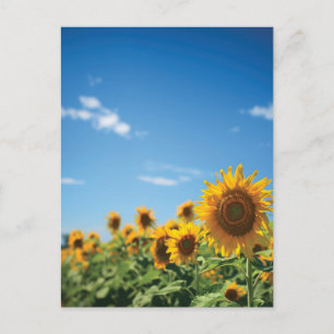 Sunflower field postcard