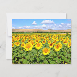Sunflower field postcard