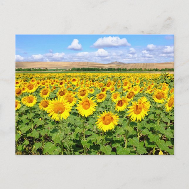 Sunflower field postcard (Front)