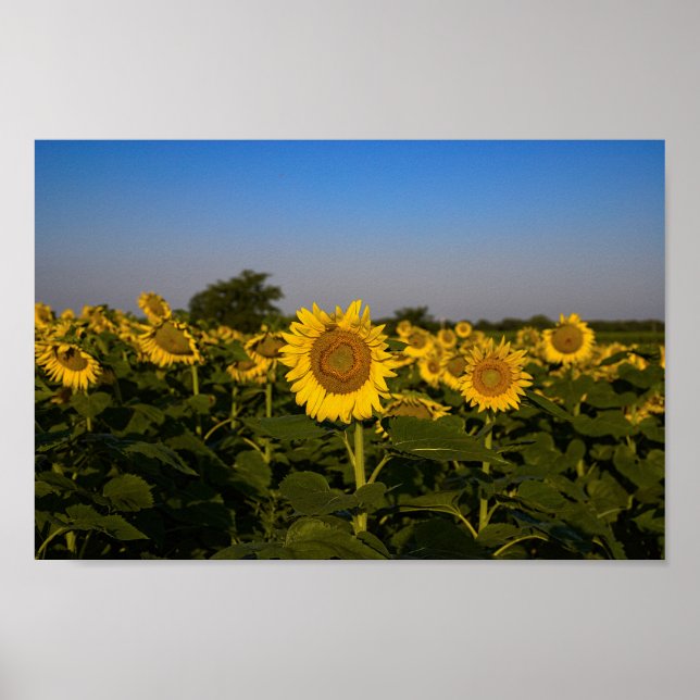 Sunflower Field Poster (Front)