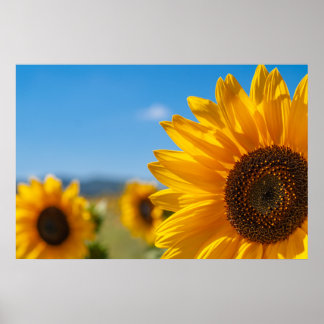 Sunflower Field Poster