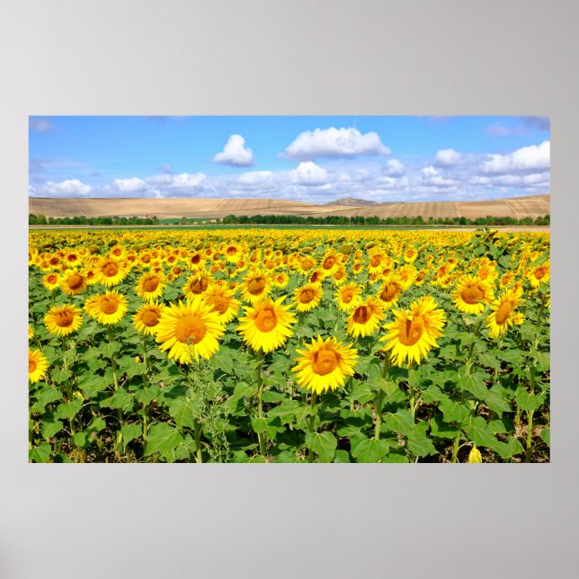 Sunflower field poster (Front)