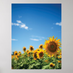 Sunflower field poster