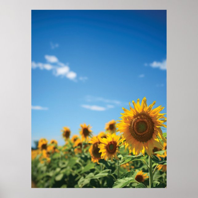 Sunflower field  poster (Front)