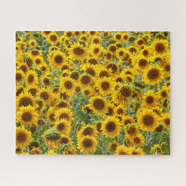 Sunflower Field Puzzle (Horizontal)