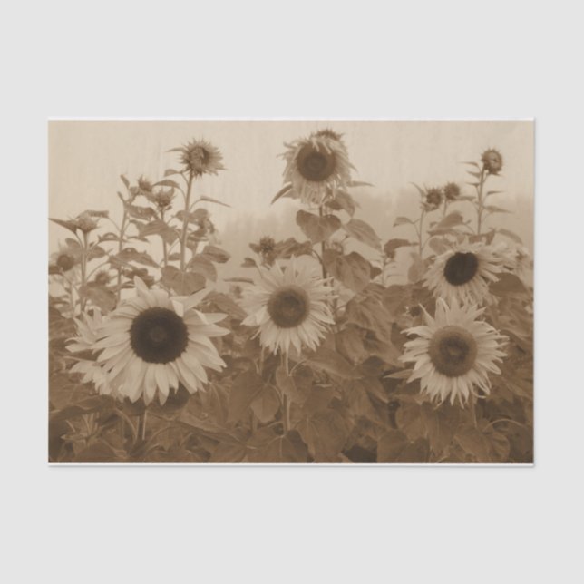 Sunflower Field Sepia Vintage Art Tissue Paper (Front)