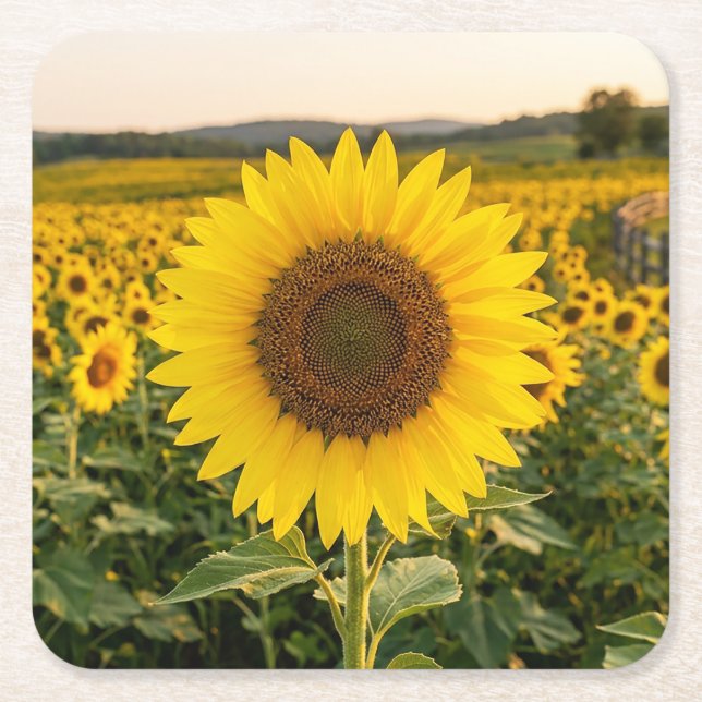 Sunflower Field Square Paper Coaster (Front)