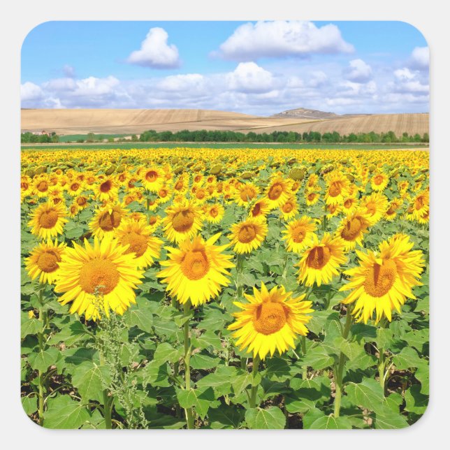 Sunflower field square sticker (Front)