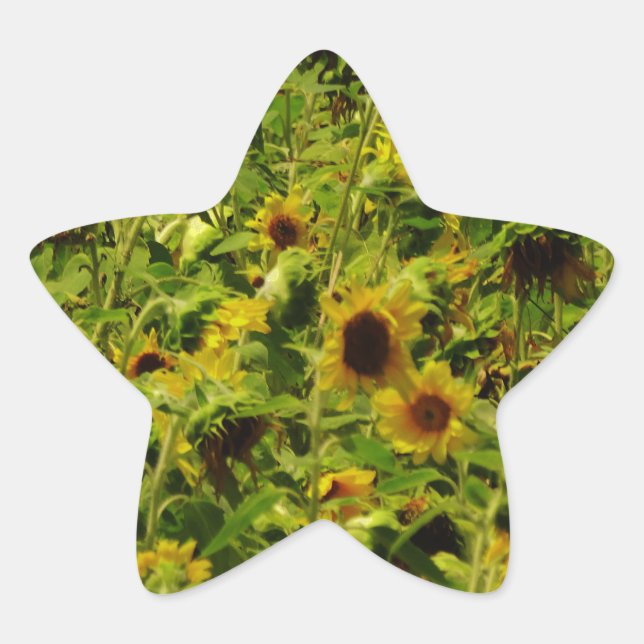 Sunflower field star sticker (Front)