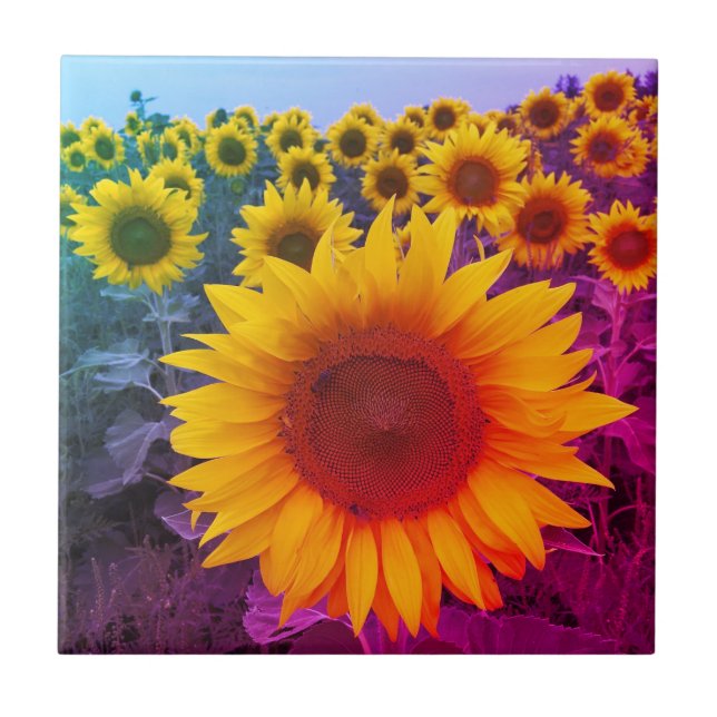 Sunflower Field Summer Rainbow Tile (Front)