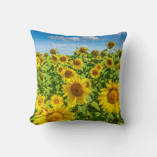 Sunflower field, summer sunny day. cushion