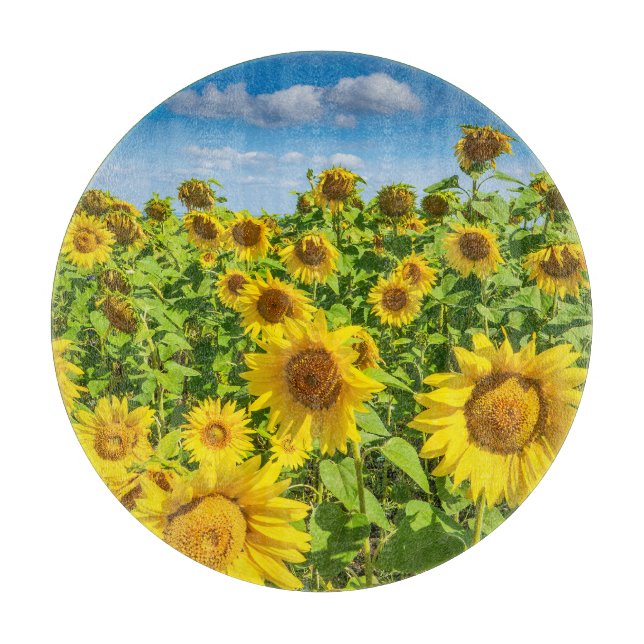 Sunflower field, summer sunny day. cutting board (Front)