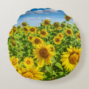 Sunflower field, summer sunny day. round cushion
