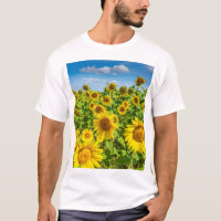 Sunflower field, summer sunny day.