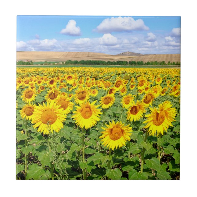 Sunflower field tile (Front)