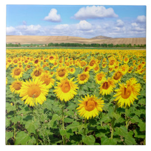 Sunflower field tile