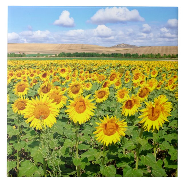 Sunflower field tile (Front)