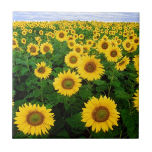 sunflower field tile