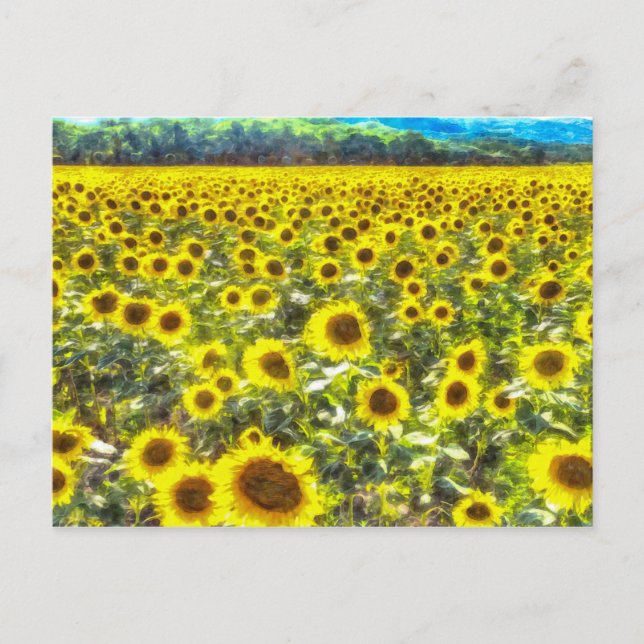 Sunflower Field Vincent Van Gogh Postcard (Front)