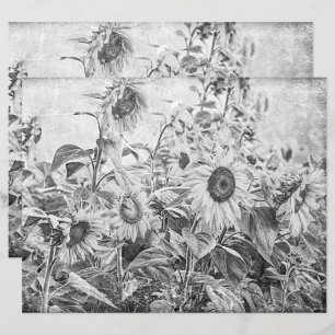 Sunflower Field Vintage Black And White Decoupage