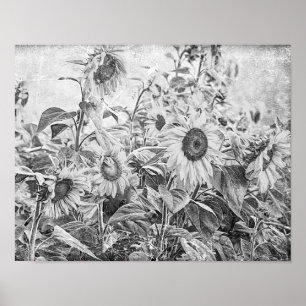 Sunflower Field Vintage Black And White Decoupage Poster